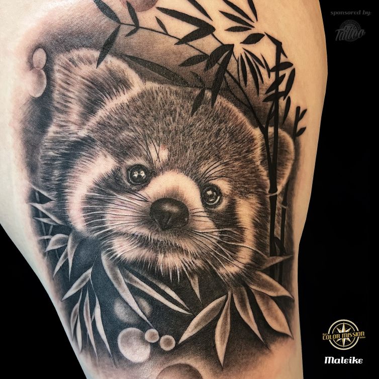 5 Red Panda Quadrat Kopie